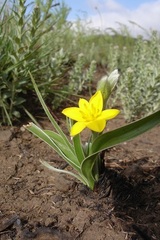 Hypoxis obtusa