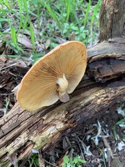 Gymnopilus allantopus