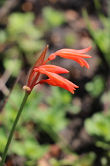 Cyrtanthus brachyscyphus