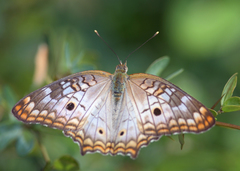 Anartia jatrophae