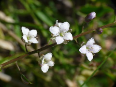 Lepidium linifolium