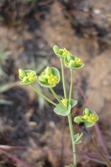 Euphorbia striata
