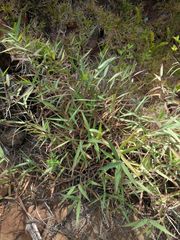 Melinis minutiflora