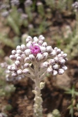 Hilliardiella elaeagnoides