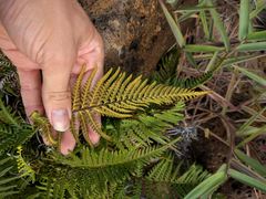 Pityrogramma austroamericana