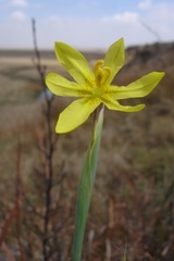 Moraea pallida