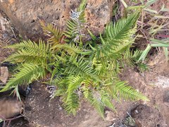 Pityrogramma austroamericana