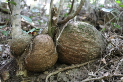 Ischnolepis natalensis