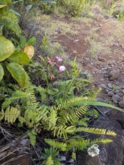 Pityrogramma austroamericana