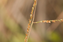 Paspalum scrobiculatum
