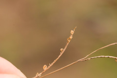 Paspalum scrobiculatum