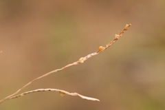 Paspalum scrobiculatum
