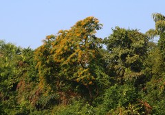 Pterocarpus marsupium