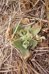 Delosperma sutherlandii