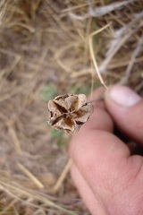 Delosperma sutherlandii