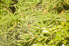 Pittosporum pentandrum