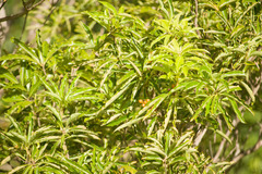 Pittosporum pentandrum