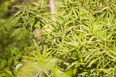 Pittosporum pentandrum