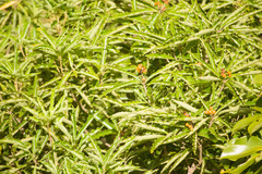 Pittosporum pentandrum