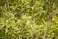 Pittosporum pentandrum