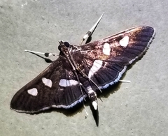 Desmia subdivisalis