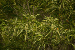 Pittosporum pentandrum