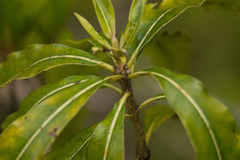 Pittosporum pentandrum