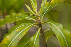 Pittosporum pentandrum