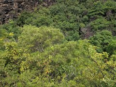 Pittosporum pentandrum