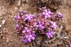 Raphionacme hirsuta