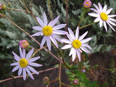Senecio multibracteatus