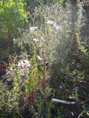 Senecio multibracteatus