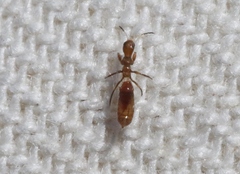 Aeolothripidae