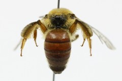 Goniocolletes