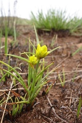 Cyperus sphaerocephalus