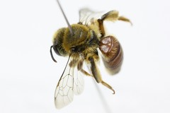 Goniocolletes