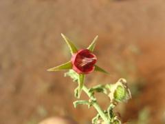 Hermannia minimifolia