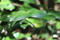 Memecylon bachmannii