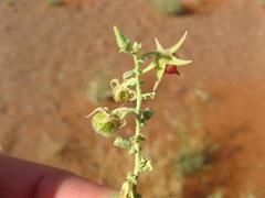 Hermannia minimifolia