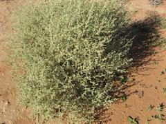 Hermannia minimifolia