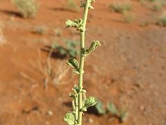 Hermannia minimifolia