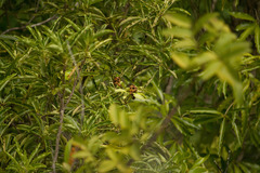Pittosporum pentandrum