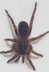 Seqocrypta jakara