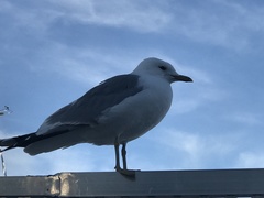 Larus canus