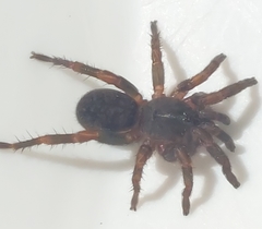 Seqocrypta jakara