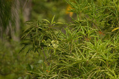 Pittosporum pentandrum