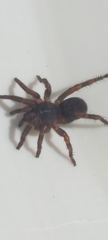 Seqocrypta jakara