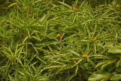 Pittosporum pentandrum