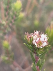Diosma subulata