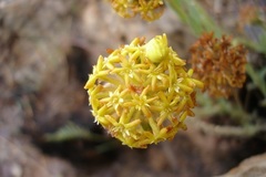Lasiosiphon kraussianus kraussianus